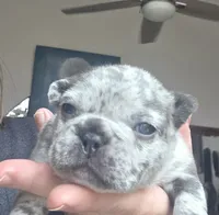 Blitz, a male French Bulldog for sale in Fort Myers, FL – 1 of 6