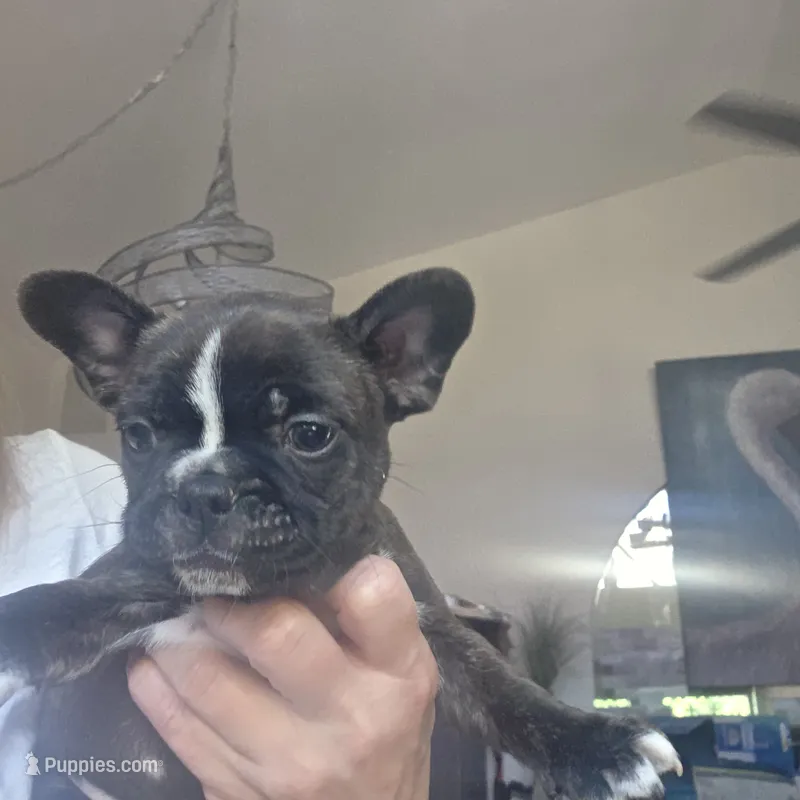 Lacy – Frenchton puppy for sale in Fort Myers, FL