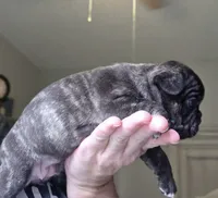 Agnes, a female Frenchton for sale in Fort Myers, FL – 3 of 3
