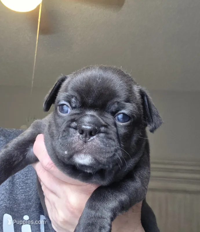 Jett – Frenchton puppy for sale in Fort Myers, FL