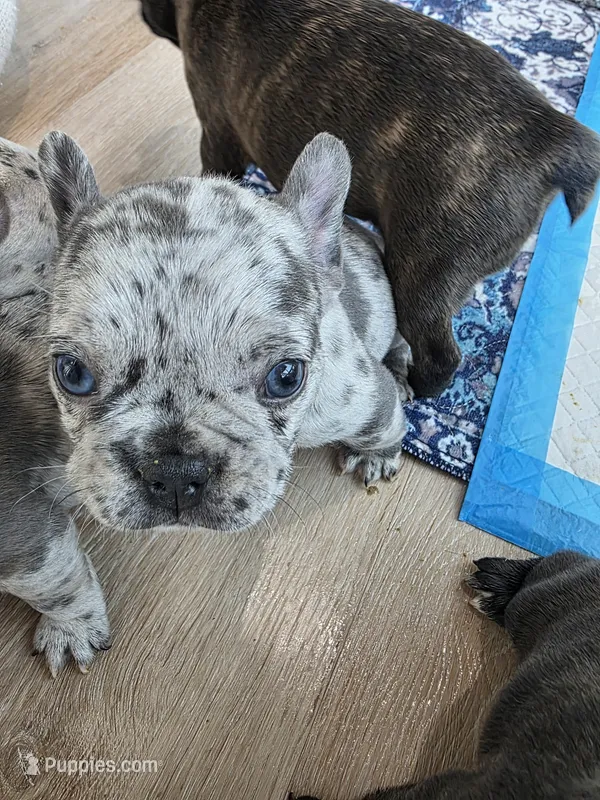 Blitz – French Bulldog puppy for sale in Fort Myers, FL