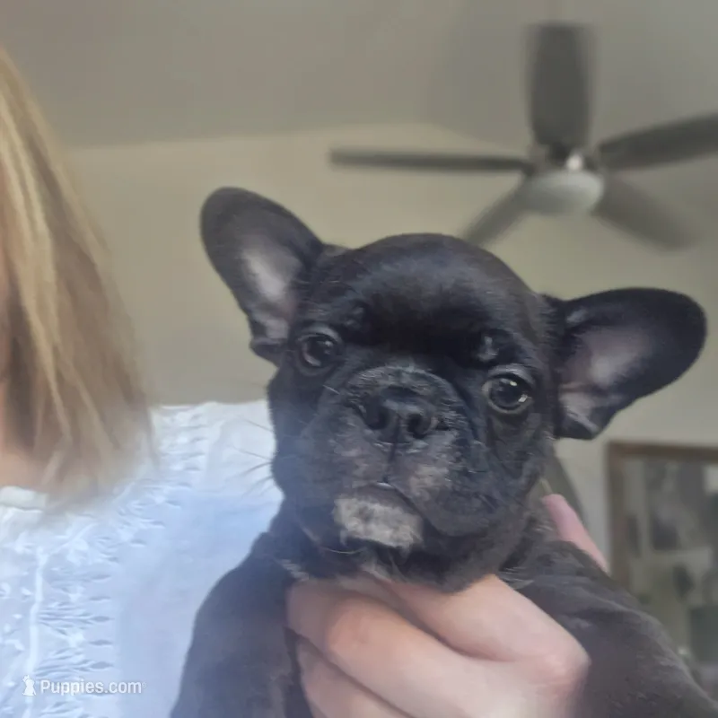 Agnes – Frenchton puppy for sale in Fort Myers, FL