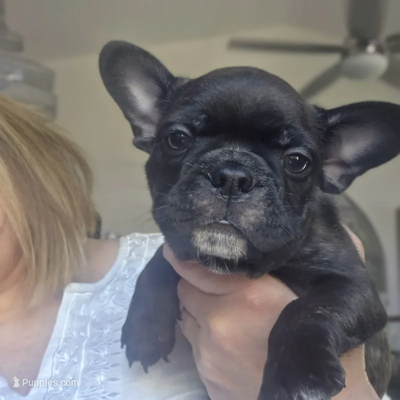 Maverick – Boston Terrier puppy for sale in Fort Myers, FL