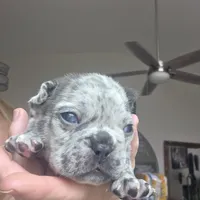 Blitz, a male French Bulldog for sale in Fort Myers, FL – 6 of 6