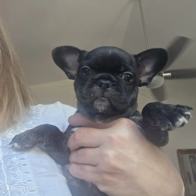 Agnes – Boston Terrier puppy for sale in Fort Myers, FL