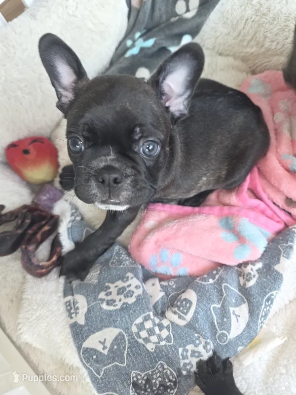 Maverick  – Frenchton puppy for sale in Fort Myers, FL