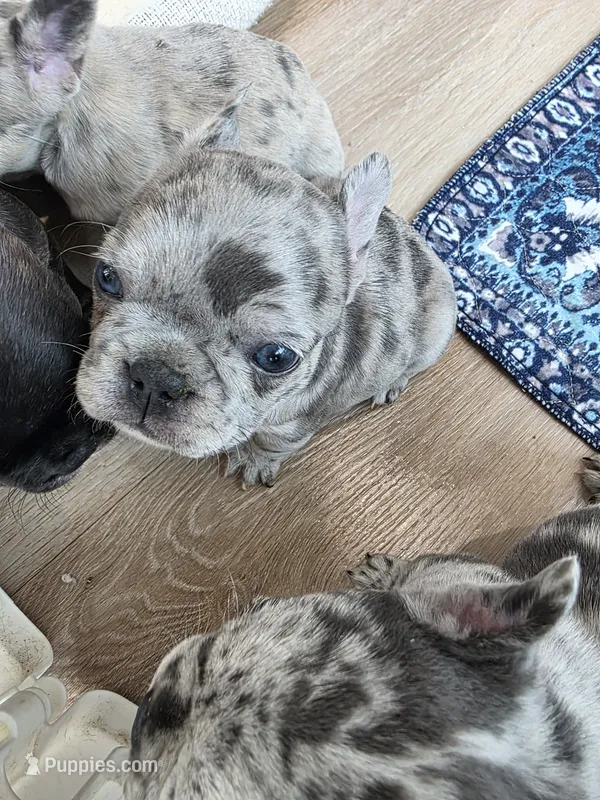 Ava – French Bulldog puppy for sale in Fort Myers, FL