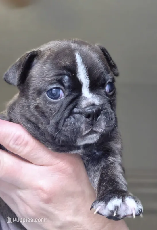 Lacy – Frenchton puppy for sale in Fort Myers, FL