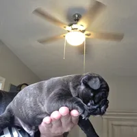 Maverick , a male Frenchton for sale in Fort Myers, FL – 3 of 3
