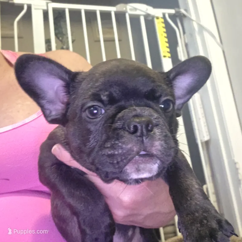 Maverick – Boston Terrier puppy for sale in Fort Myers, FL