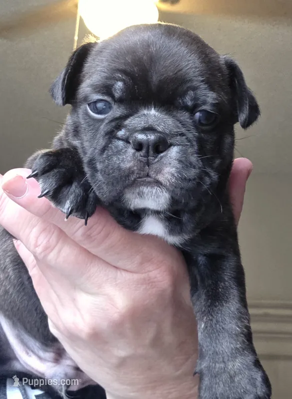 Maverick  – Frenchton puppy for sale in Fort Myers, FL