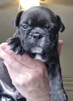 Maverick , a male Frenchton for sale in Fort Myers, FL – 1 of 3