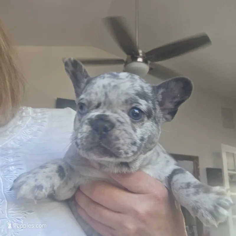 Blitz – French Bulldog puppy for sale in Fort Myers, FL