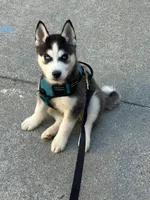 Baha, a male Alaskan Husky for sale in Brookline Village, MA – 2 of 2