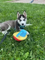 Baha, a male Alaskan Husky for sale in Brookline Village, MA – 1 of 2