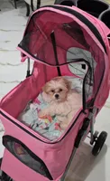 Luna, a female Shih Tzu for sale in Saddle River, NJ – 6 of 6