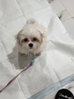 Luna, a female Shih Tzu for sale in Saddle River, NJ – 5 of 6