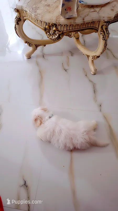 Luna – Shih Tzu puppy for sale in Saddle River, NJ