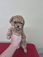 GEORGIE , a female Cockapoo for sale in Statesboro, GA – Photo 2 of 4