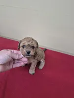 GEORGIE , a female Cockapoo for sale in Statesboro, GA – Photo 3 of 4