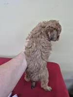 GEORGIE , a female Cockapoo for sale in Statesboro, GA – Photo 4 of 4