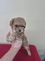 GEORGIE , a female Cockapoo for sale in Statesboro, GA – Photo 1 of 4