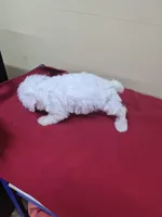 Bobby, a male Bichon Frise and Miniature Schnauzer for sale in Statesboro, GA – 2 of 2
