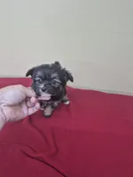 Carrie, a female Pomapoo and Cocker Spaniel for sale in Statesboro, GA – 3 of 3