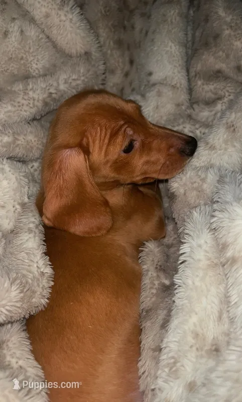 Red – Miniature Dachshund puppy on hold in Statesboro, GA
