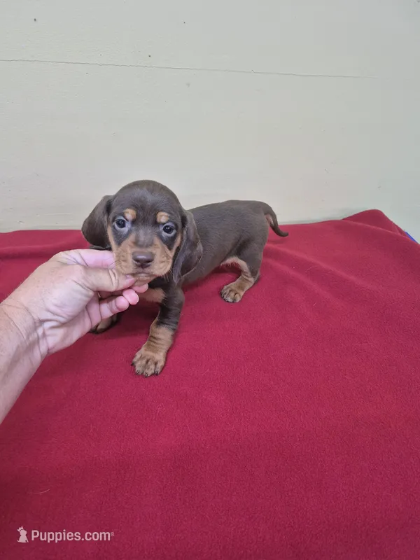 Jack – Miniature Dachshund puppy for sale in Statesboro, GA