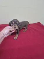 Jack, a male Miniature Dachshund for sale in Statesboro, GA – 1 of 3