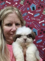Jayson, a male Shih Tzu for sale in Statesboro, GA – 1 of 2