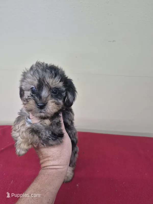 Rex – Yorkipoo puppy for sale in Statesboro, GA