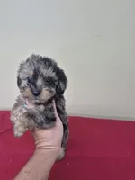 Rex, a female Yorkipoo for sale in Statesboro, GA – 1 of 2