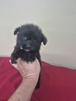 Callie, a female Pomapoo and Cocker Spaniel for sale in Statesboro, GA – 1 of 2