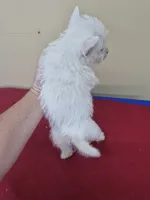 Larry, a male West Highland White Terrier for sale in Statesboro, GA – 4 of 5