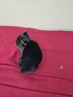 Cindi, a female Yorkshire Terrier for sale in Statesboro, GA – 2 of 3