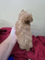 Tobi, a male Yorkshire Terrier for sale in Statesboro, GA – 2 of 2