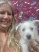 Larry, a male West Highland White Terrier for sale in Statesboro, GA – 1 of 5