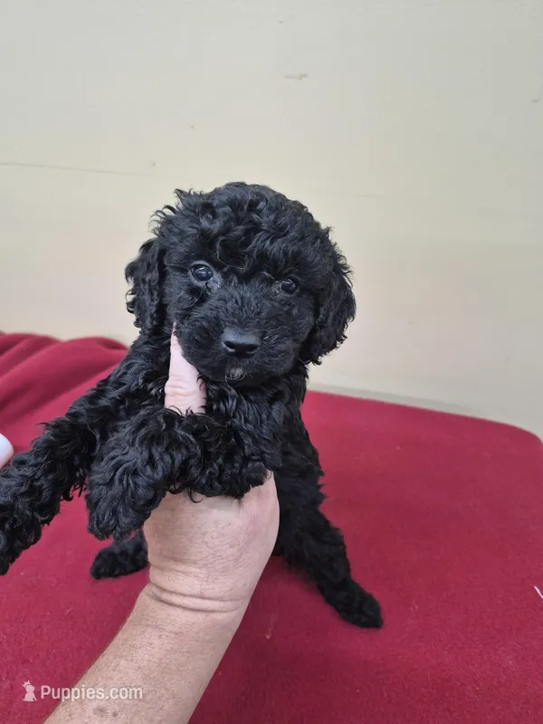 Drake – Cockapoo puppy for sale in Statesboro, GA