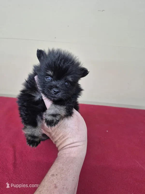 Lake – Pomeranian puppy for sale in Statesboro, GA