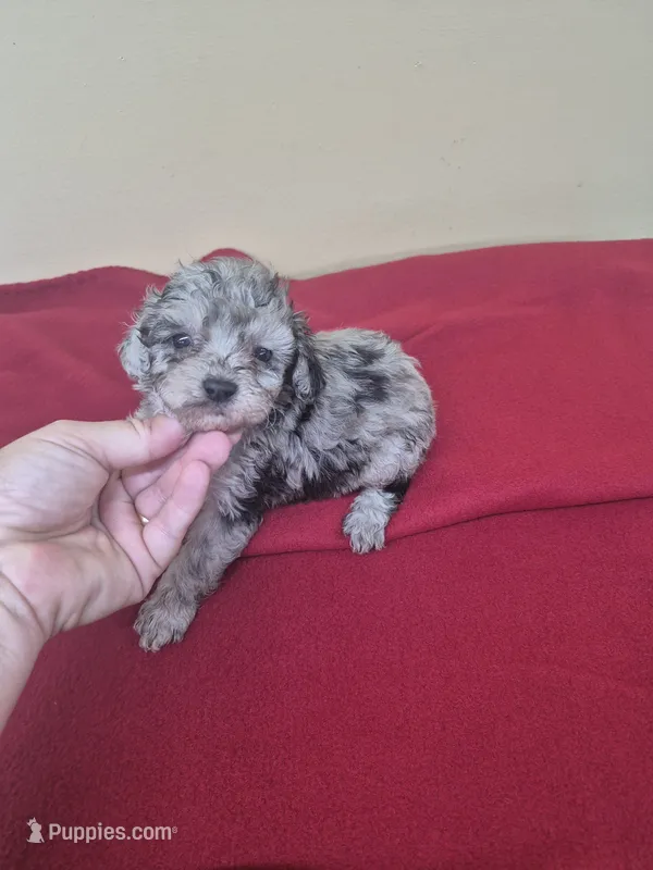 Barbie – Poodle - Miniature  puppy for sale in Statesboro, GA