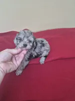 Barbie, a female Poodle - Miniature  for sale in Statesboro, GA – 1 of 1