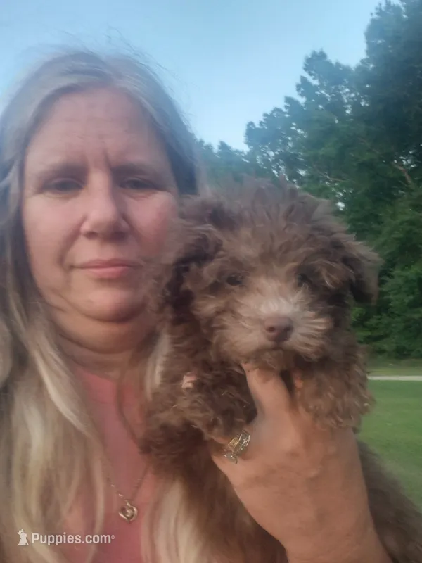 Bali – Poodle - Toy  puppy for sale in Statesboro, GA