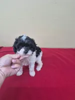 Dolly, a female Poodle - Toy  for sale in Statesboro, GA – 2 of 2
