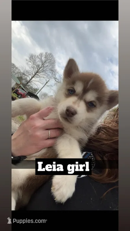 Leila – Siberian Husky puppy for sale in Statesboro, GA