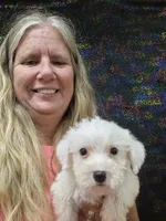 Barry, a male Bichon Frise and Miniature Schnauzer for sale in Statesboro, GA – 1 of 1