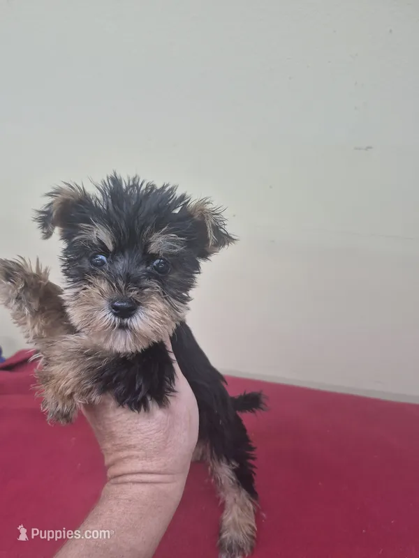 Charlie  – Miniature Schnauzer, Yorkshire Terrier puppy for sale in Statesboro, GA