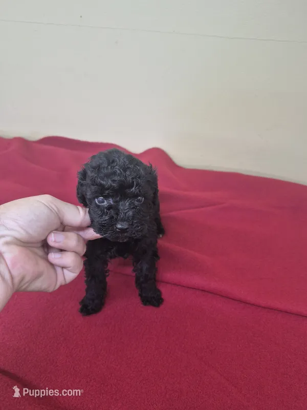 Nicole – Poodle - Miniature  puppy for sale in Statesboro, GA