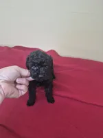 Nicole, a female Poodle - Miniature  for sale in Statesboro, GA – 1 of 1